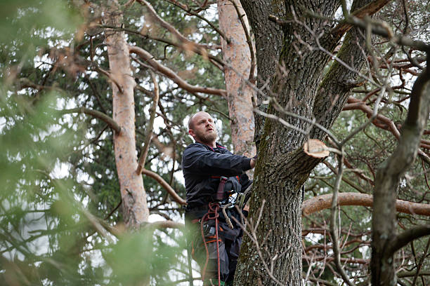 Reliable Tyler, MN Tree Removal Services Solutions